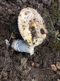 Amanita aprica image