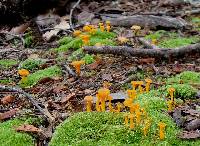 Cantharellus ignicolor image