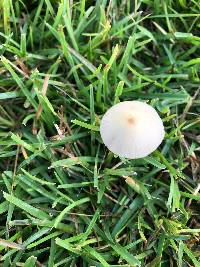 Conocybe apala image