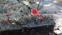 Mycena viscidocruenta image