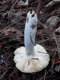 Russula sardonia image