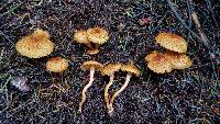 Pholiota squarrosa image