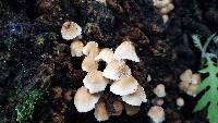 Coprinellus flocculosus image