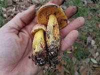 Boletus fairchildianus image