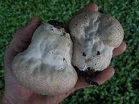 Calvatia cyathiformis image