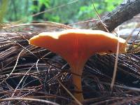 Hygrophoropsis aurantiaca image