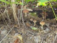 Psathyrella delineata image