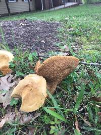 Boletus durhamensis image