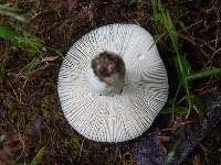 Russula parvovirescens image