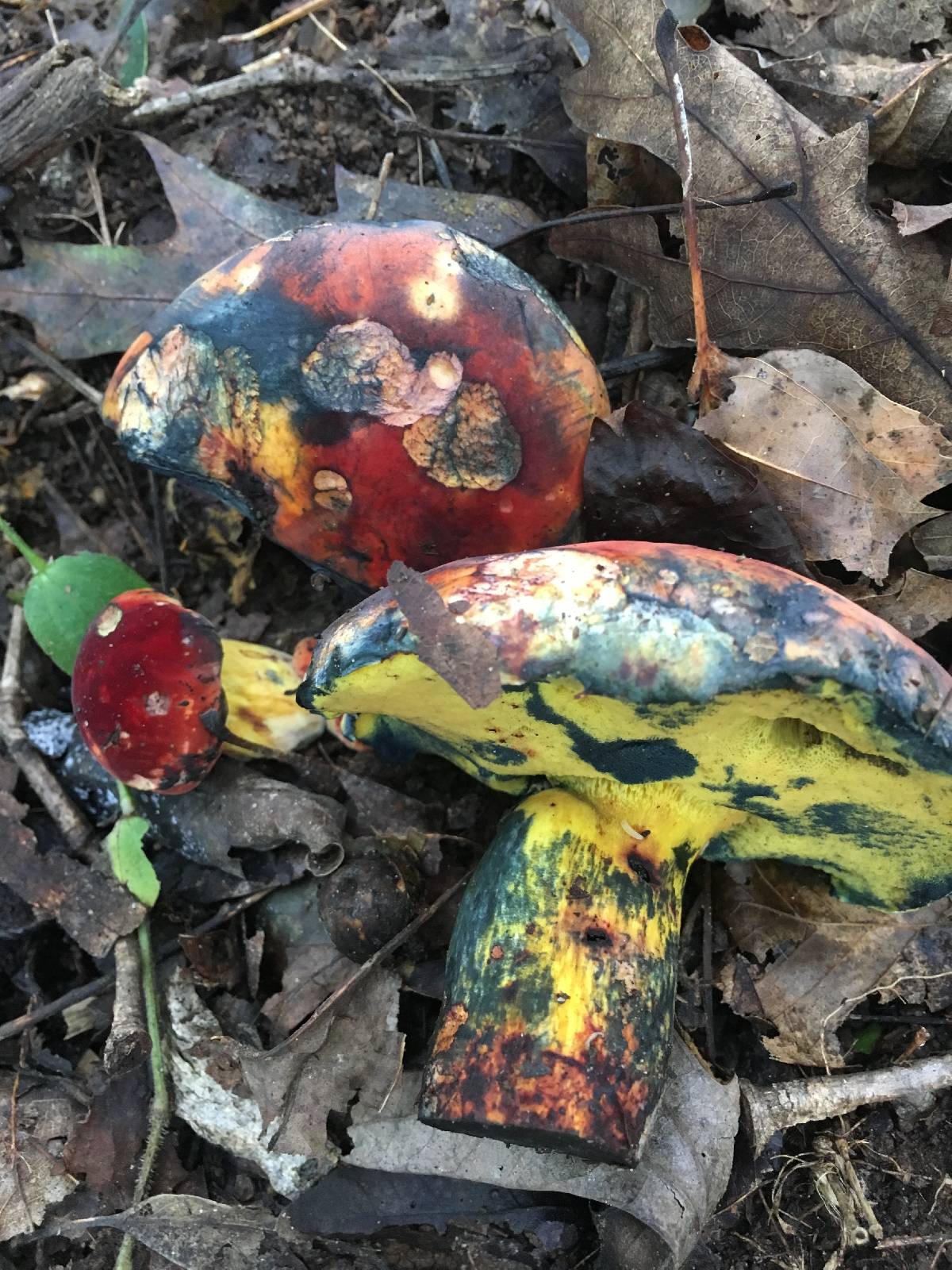 Boletus rufocinnamomeus image