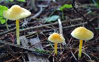 Mycena crocea image