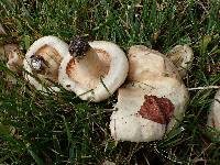 Lactarius torminosus image