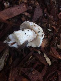 Leucoagaricus barssii image