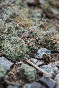 Cladonia peziziformis image