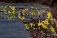 Calocera viscosa image