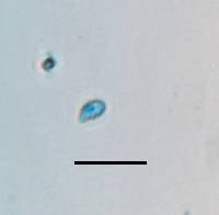 Clavariadelphus americanus image