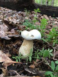 Tylopilus intermedius image