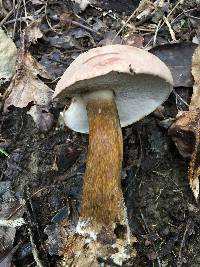 Tylopilus rubrobrunneus image