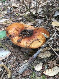 Russula fragrantissima image