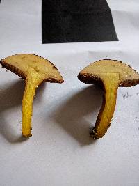 Chalciporus piperatoides image