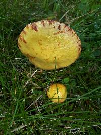 Suillus americanus image