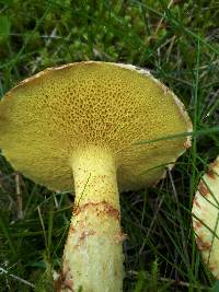 Suillus americanus image