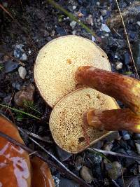 Suillus grevillei image