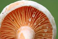 Lactarius salmoneus image