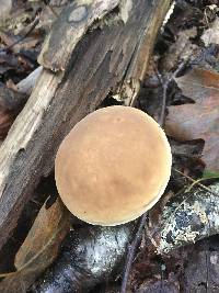 Boletus nobilis image