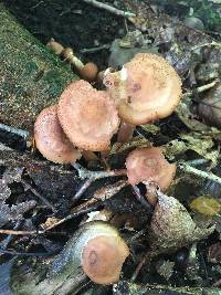 Armillaria solidipes image