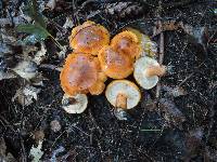 Tricholoma aurantium image