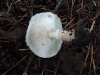 Echinoderma asperum image