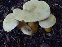 Tricholoma sulphureum image