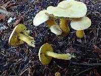 Tricholoma sulphureum image