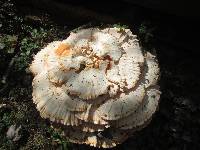 Laetiporus cincinnatus image