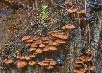 Tricholomopsis formosa image