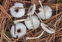 Leucocoprinus brebissonii image