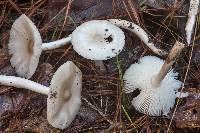 Amanita sect. Vaginatae image