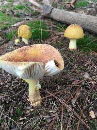 Amanita flavorubens image