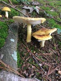 Amanita flavorubens image