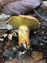 Suillus lakei image