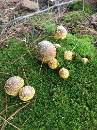 Amanita flavorubens image