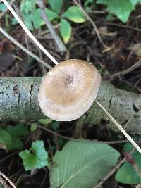 Polyporus craterellus image