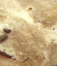 Inonotus dryadeus image