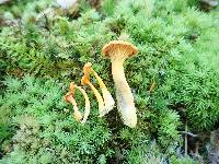 Cantharellus minor image