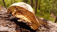 Fomitopsis officinalis image