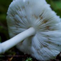 Lepiota rubrotinctoides image