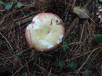 Russula vinosa image