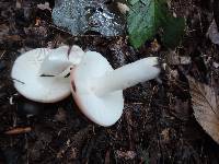 Russula betularum image