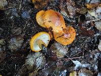 Tricholoma aurantium image